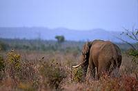 African Elephant, Kruger NP, S. Africa - Elephant africain  14600