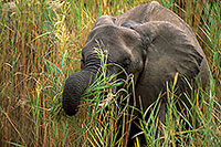 African Elephant, Kruger NP, S. Africa - Elephant africain  14601