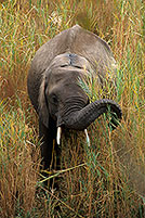 African Elephant, Kruger NP, S. Africa - Elephant africain  14607