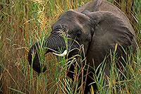 African Elephant, Kruger NP, S. Africa - Elephant africain  14610