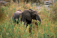 African Elephant, Kruger NP, S. Africa - Elephant africain  14612