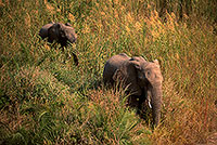 African Elephant, Kruger NP, S. Africa - Elephant africain  14613