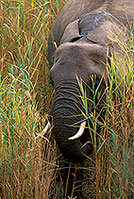 African Elephant, Kruger NP, S. Africa - Elephant africain  14609