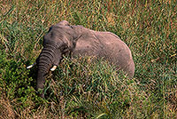 African Elephant, Kruger NP, S. Africa - Elephant africain 14615 African Elephant, Kruger NP, S. Africa - Elephant africain 14615