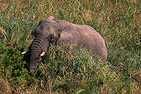 African Elephant, Kruger NP, S. Africa - Elephant africain  14615