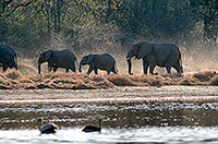 African Elephant, Moremi, Botswana - Elephant africain  14619