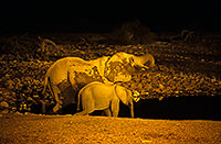 African Elephant, Etosha NP, Namibia - Elephant africain  14622