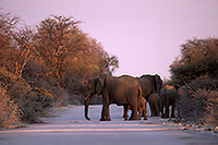 African Elephant, Etosha NP, Namibia - Elephant africain  14629