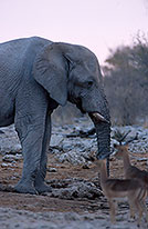 African Elephant, Etosha NP, Namibia - Elephant africain  14630