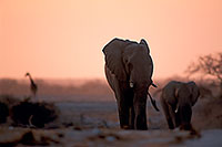 African Elephant, Etosha NP, Namibia - Elephant africain  14631