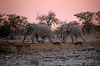 African Elephant, Etosha NP, Namibia - Elephant africain  14632