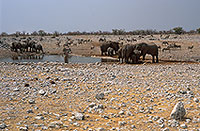 African Elephant, Etosha NP, Namibia - Elephant africain  14634