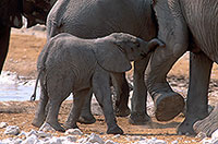 African Elephant, Etosha NP, Namibia - Elephant africain 14643 African Elephant, Etosha NP, Namibia - Elephant africain 14643