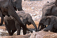 African Elephant, Etosha NP, Namibia - Elephant africain 14637 African Elephant, Etosha NP, Namibia - Elephant africain 14637