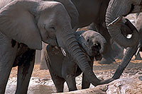 African Elephant, Etosha NP, Namibia - Elephant africain  14639