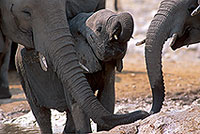 African Elephant, Etosha NP, Namibia - Elephant africain  14640