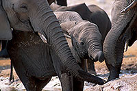African Elephant, Etosha NP, Namibia - Elephant africain  14641
