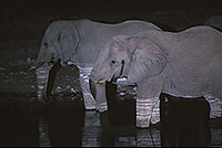 African Elephant, Etosha NP, Namibia - Elephant africain  14623
