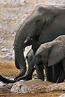 African Elephant, Etosha NP, Namibia - Elephant africain 14646 African Elephant, Etosha NP, Namibia - Elephant africain 14646