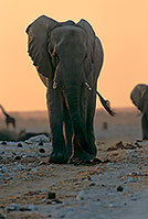 African Elephant, Etosha NP, Namibia - Elephant africain  14647