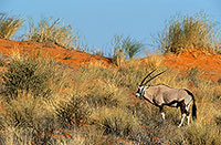 Gemsbok in dunes, S. Africa, Kalahari-Gemsbok NP - Gemsbok  14681