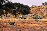 Gemsbok in dunes, S. Africa, Kalahari-Gemsbok NP - Gemsbok  14683