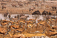 Gemsbok herd, Namibia, Etosha NP - Oryx Gemsbok  14687