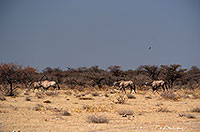 Gemsbok, Namibia, Etosha NP - Oryx Gemsbok  14688