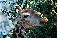 Giraffe browsing, Kruger NP, S. Africa -  Girafe broutant  14692