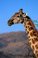 Giraffe, Kruger NP, S. Africa -  Girafe  14693