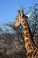 Giraffe, Kruger NP, S. Africa -  Girafe  14694