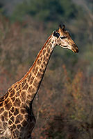 Giraffe, Kruger NP, S. Africa -  Girafe  14695