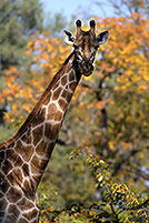 Giraffe, Kruger NP, S. Africa -  Girafe  14696