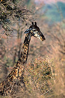 Giraffe, Kruger NP, S. Africa -  Girafe  14697