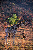 Giraffe, Pilanesberg NP, S. Africa -  Girafe  14698