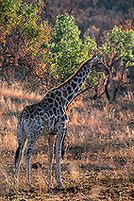 Giraffe, Pilanesberg NP, S. Africa -  Girafe  14699