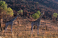 Giraffe, Pilanesberg NP, S. Africa -  Girafe  14700