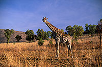 Giraffe, Pilanesberg NP, S. Africa -  Girafe  14702