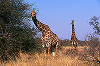 Giraffe courtship, Kruger NP, S. Africa -  Girafe, cour  14705