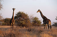 Giraffe courtship, Kruger NP, S. Africa - Girafe, cour 14706 Giraffe courtship, Kruger NP, S. Africa - Girafe, cour 14706