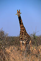 Giraffe, Kruger NP, S. Africa -  Girafe, 14709