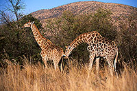 Giraffe courtship, Kruger NP, S. Africa -  Girafe, cour  14707