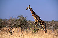 Giraffe, Kruger NP, S. Africa -  Girafe, 14710