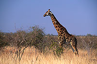 Giraffe, Kruger NP, S. Africa - Girafe, 14710 Giraffe, Kruger NP, S. Africa - Girafe, 14710