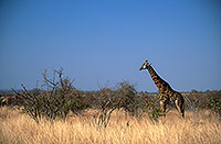 Giraffe, Kruger NP, S. Africa -  Girafe, 14711