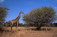 Giraffe, Kruger NP, S. Africa -  Girafe, 14712