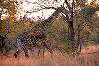 Giraffe, Kruger NP, S. Africa -  Girafe, 14713