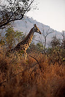 Giraffe, Kruger NP, S. Africa -  Girafe 14715