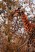 Giraffe browsing, Kruger NP, S. Africa -  Girafe broutant  14716