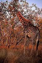 Giraffe browsing, Kruger NP, S. Africa -  Girafe broutant  14717